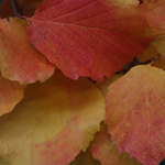 Fothergilla